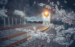 mingsonjia: “The Train Bound for Spring” -  One morning in March, the bullet train “Harmony” is on the way of blossoms near Juyong Pass, Beijing. Photography by Jambo Huang  