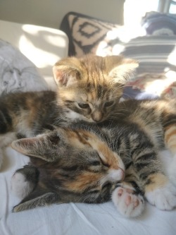 pixie-and-momo:  These two lovelies moved in yesterday ❤️