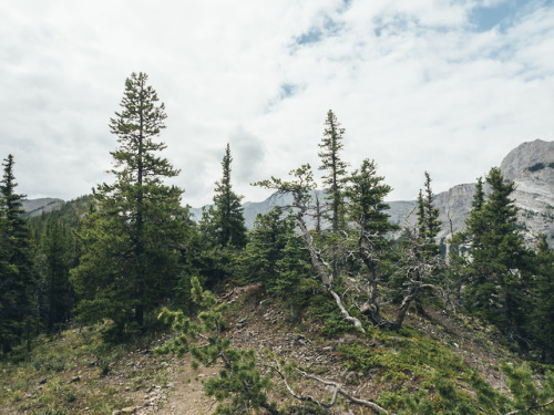 Wasootch Ridge - Kananaskis Country, Alberta, Canada