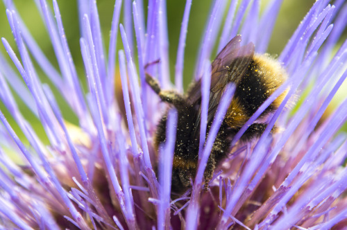 pragmaculture:Look at this lovely fuzzy friend enjoying an artichoke flower, all cute and covered 