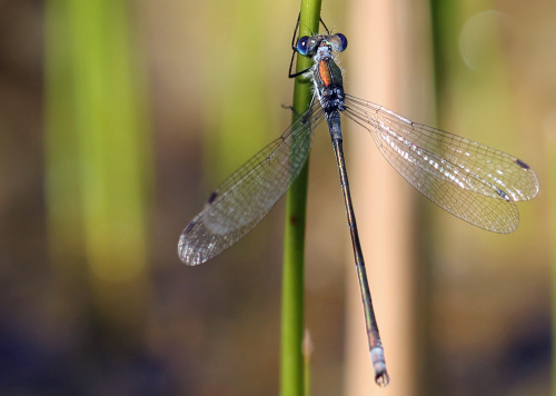 A quite striking damselfly.