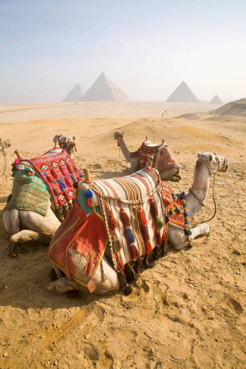 Resting camels gaze across the desert sands of Giza to the famed Egyptian Pyramids outside Cairo. Ph