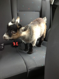 Must have pigmy goat!