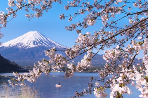 matryokeshi: 20 April 2017.  Mt.Fuji and sakura
