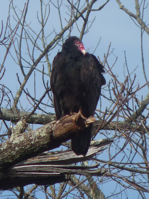 dendroica:Turkey Vulture at Griggstown Grasslands (by me)