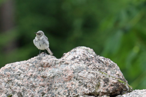 A juvenile White wagtail/sädesärla.