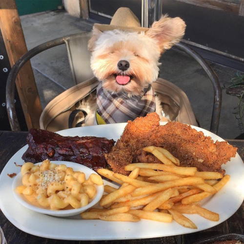 mymodernmet: Starving Stray Dog Is Rescued and Taken to Pet-Friendly Restaurants All Over LA