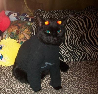 6l99dm9uth-cali69rn:  cadaverousgallant:  tworefined:  balisongavalight:  pounce—de-leon:  karcat   wow A+ cosplayer he even got karkat’s vibe of “i am so fucking done” down wow   karkitty  I am cosplaying this cat. 