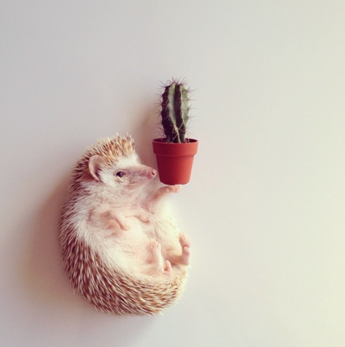 nonsolokawaii:Darcy The Flying Hedgehog (via)