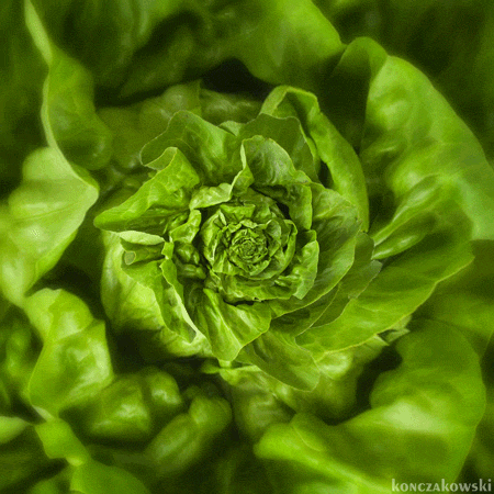 gooeychewy: superboystims: freddyfazbearsstim-aria: Burger king foot lettuce 1:worldofpetstu