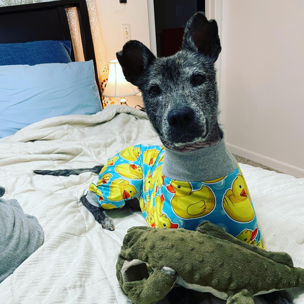 Just my foster dog keeping cozy in her new duckie pajamas