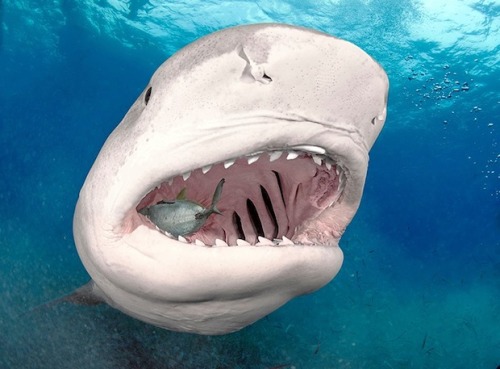 tiger shark