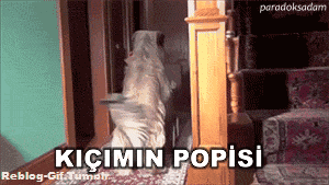 ironmaninjarvisi:  paradoksadam:  ParadoksAdam Best Part 3 (Part2) (Part1)  3. Gife