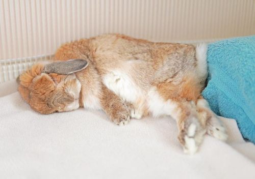 Somebun sleeping soundly  珍しく、ててもあんよもよく伸びておる寝姿。 平べったくなってるおしっぽもかわゆ☺️ #rabbit #bunny #hollandlop #lope