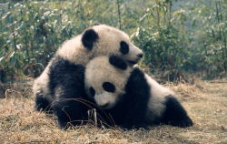 fictionspulp:  © WWF_France. 