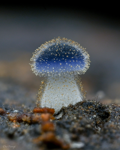 theoldbone:Mycena subcyanocephala photographed by chofungi