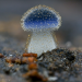 theoldbone:Mycena subcyanocephala photographed by chofungi