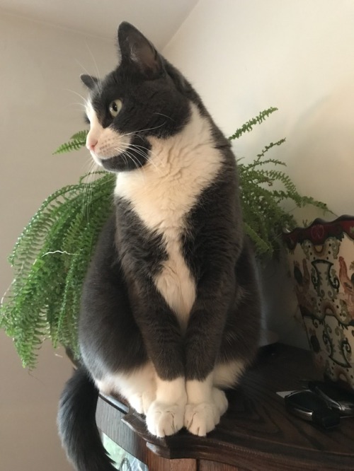 Gracie (submitted by @helvegen69)