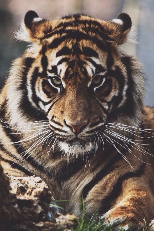 LUXPIRATION: BE YE INSPIRED WWW.LUXPIRATION.COM 