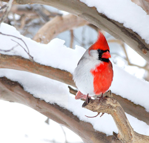 becausebirds:  This is the rare cardinal photographed in Dr. Larry Ammann’s back yard. It is a bilateral gynandromorph, which means it exhibits both male and female characteristics, split down the middle of its body. See additional images, that better