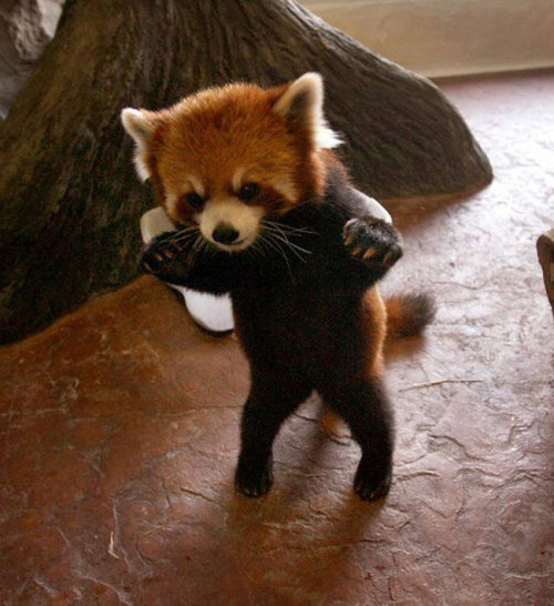 animal-factbook:  Red pandas are excellent story tellers. They re-create classic fairytales all of the time for their friends, even going as far as to act out the motions as they go. 