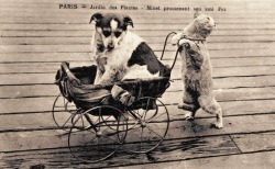 Jardin des Plantes, Paris, Minet promenant