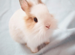 justasingleteardrop:  Bunny on We Heart It