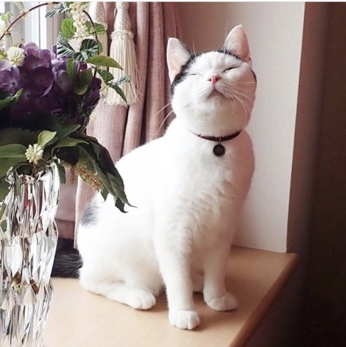 friendly-animals:  (Source)