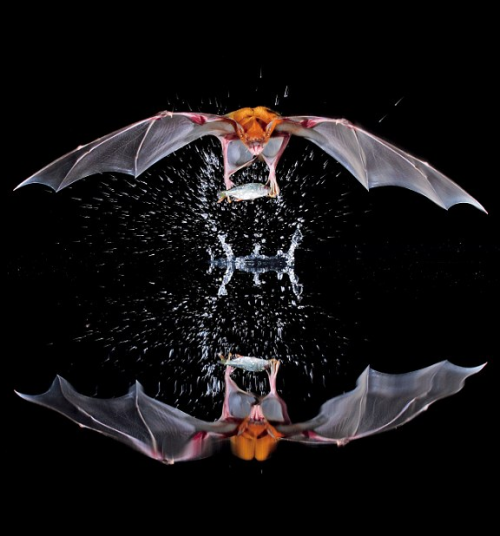 whatthefauna:  Greater bulldog bats are one of a only few bat species adapted to fishing. They fly low above a body of water and drag their feet just below the water’s surface to snatch up small fish. Image credit: Chris Ziegler