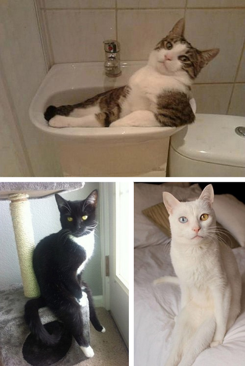 tastefullyoffensive:  Cats Sitting Like Humans [x]Previously: Cats Wearing Animal Hats