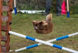 Hoverdog to the rescue (jumping hurdles at