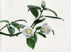 havekat:  Out On A LimbWatercolor and Gouache On Cotton Paper2017, 10″x 7″Camellias