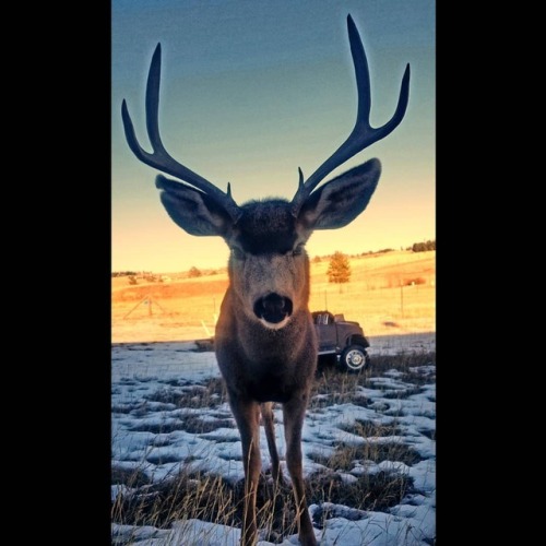 #Backyards in #Colorado look like this! #DontFeedTheDeer #MuleDeer #Deer #Buck #Wildlife #ColoradoWi