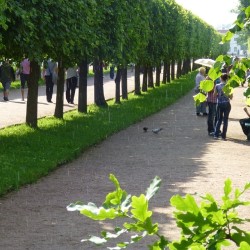 #Peterhof. #Moments &amp; #portraits 35/37  #Sweet #little #summer #rain  #alley #oak #linden #tree #trees #leaves #bird #visitors #umbrella #grass #park #shining #shine #beauty #BeautifulDay #spb #Russia #travel