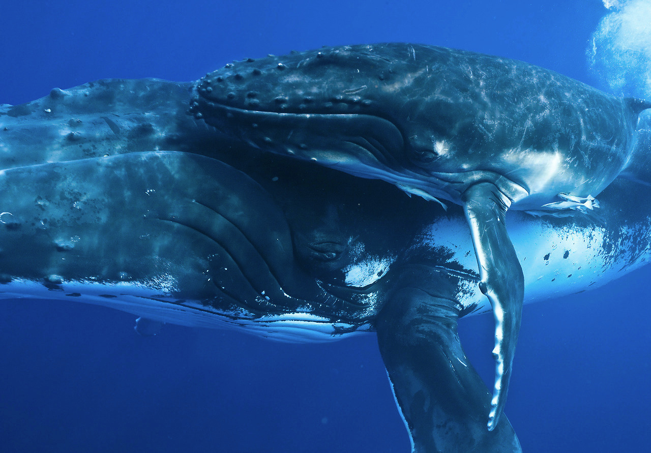 nubbsgalore:  “whales challenge us to reevaluate our perceptions of intelligent,