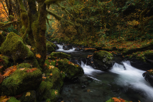 silvaris:Brice Creek in Autumn by Cooper Franklin