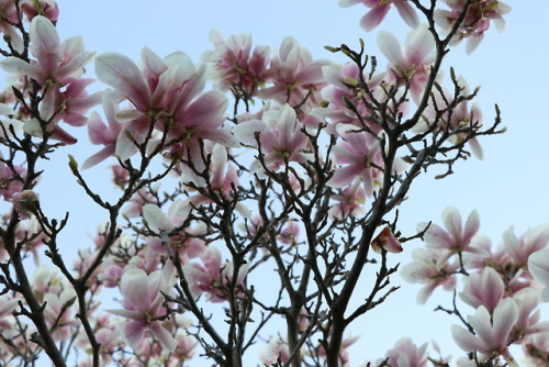 blueskyhighphotography:i have to admit the trees and flowers in my neighbourhood are beautiful and v