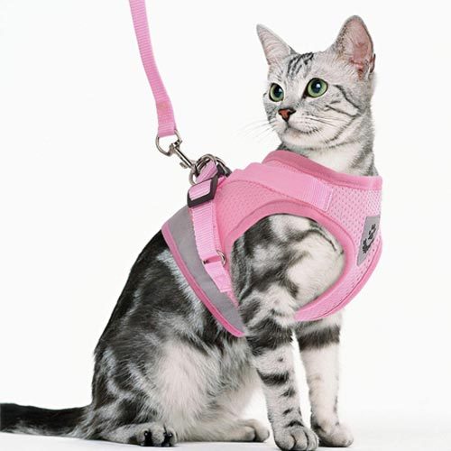 Indoor Cats: Leashes