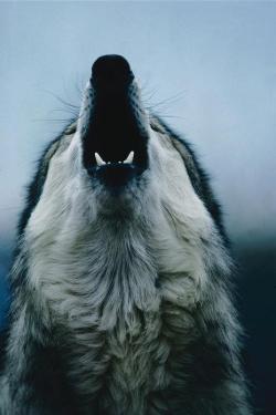 Wolf @Weheartit.com  Http://Whrt.it/U7Eaq4