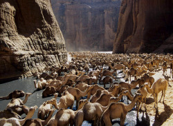 fuckanimals:  Camels at the Guelta d’Archei, Chad  CHAMEAUX