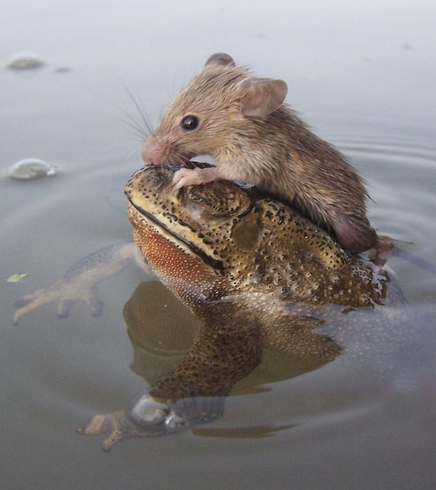 cupfullofjoy:  phototoartguy:  Frog saves rat from drowning as tiny creature hitches