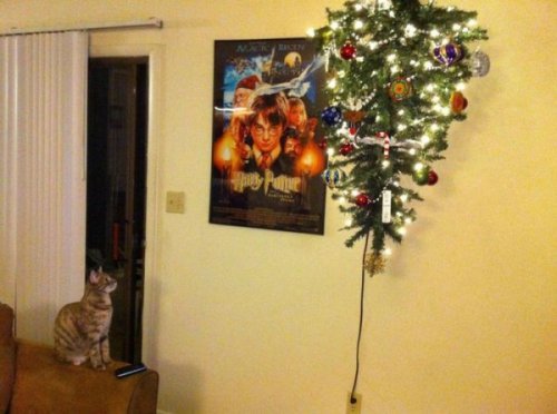How to Preserve Your Christmas Tree Cat: “I hate it!”