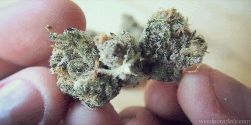 weedporndaily:  Girl Scout Cookies