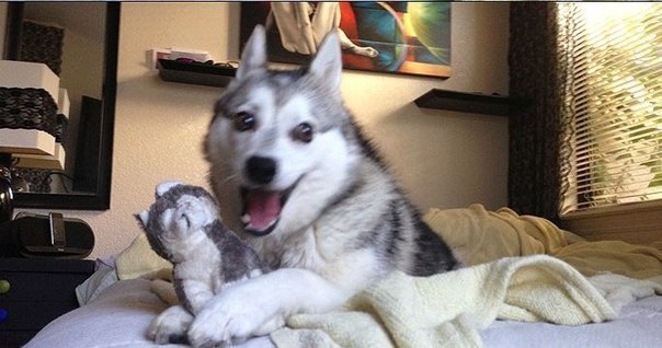 leftussilent:  these might be my favourite pictures ever. 