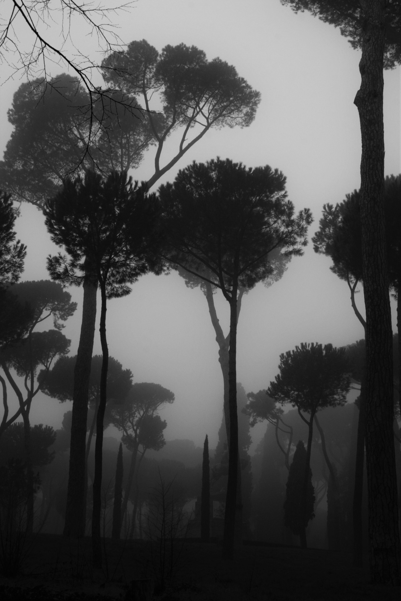 imickeyd:  kuplenko2:  Kuplenko2 Borghese Gardens Rome-2016 ©Kuplenko  