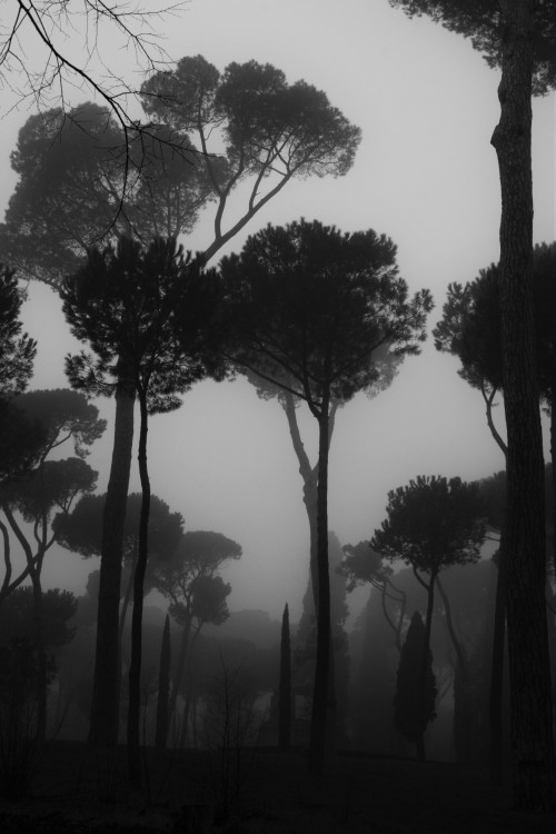 imickeyd:  kuplenko2:  Kuplenko2 Borghese Gardens Rome-2016 ©Kuplenko  
