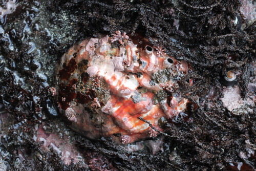 top to bottom: some kind of anemone, nudibranch egg cases, and a red abalone