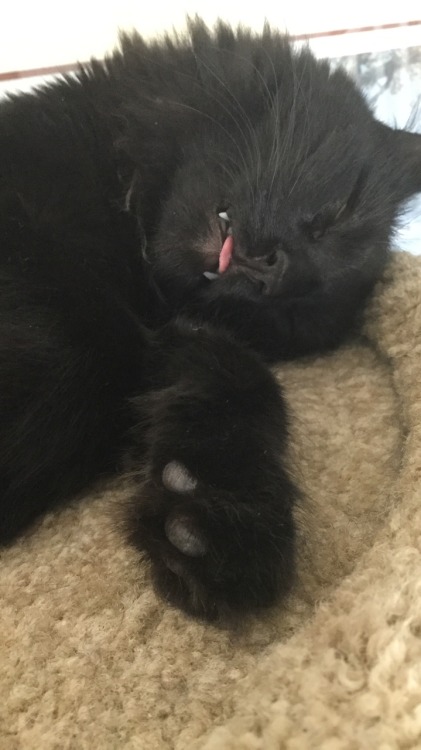 bruceedickinson: Houston we have a blep