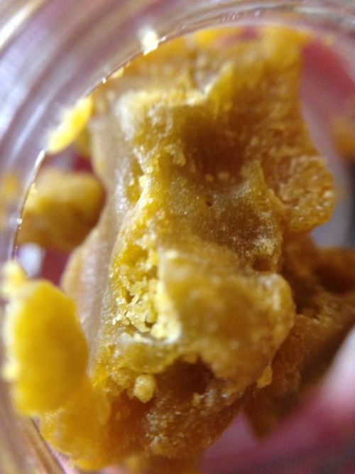 andrewallenmoore:  harborside solventless wax #HBC ghost train (ghostOG x trainwreck)