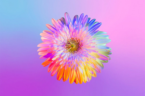 escapekit:  Neon Flowers Paris-based designer Claire Boscher shares beautiful images of neon flowers as part of photographic research she did on the theme of colourful flowers for a collaboration with Huawei. Claire chose to worked only with white flowers